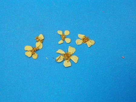 Kwiaty Suszone Kw 24