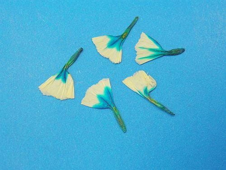 Kwiaty Suszone Kw 29